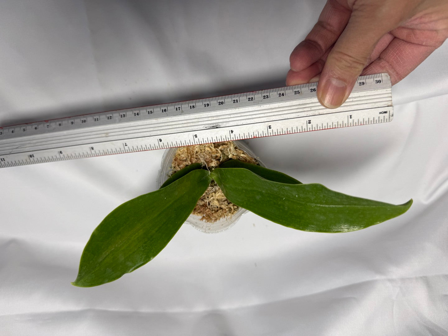 Phalaenopsis lueddemanniana var coerulea 'Mituo'