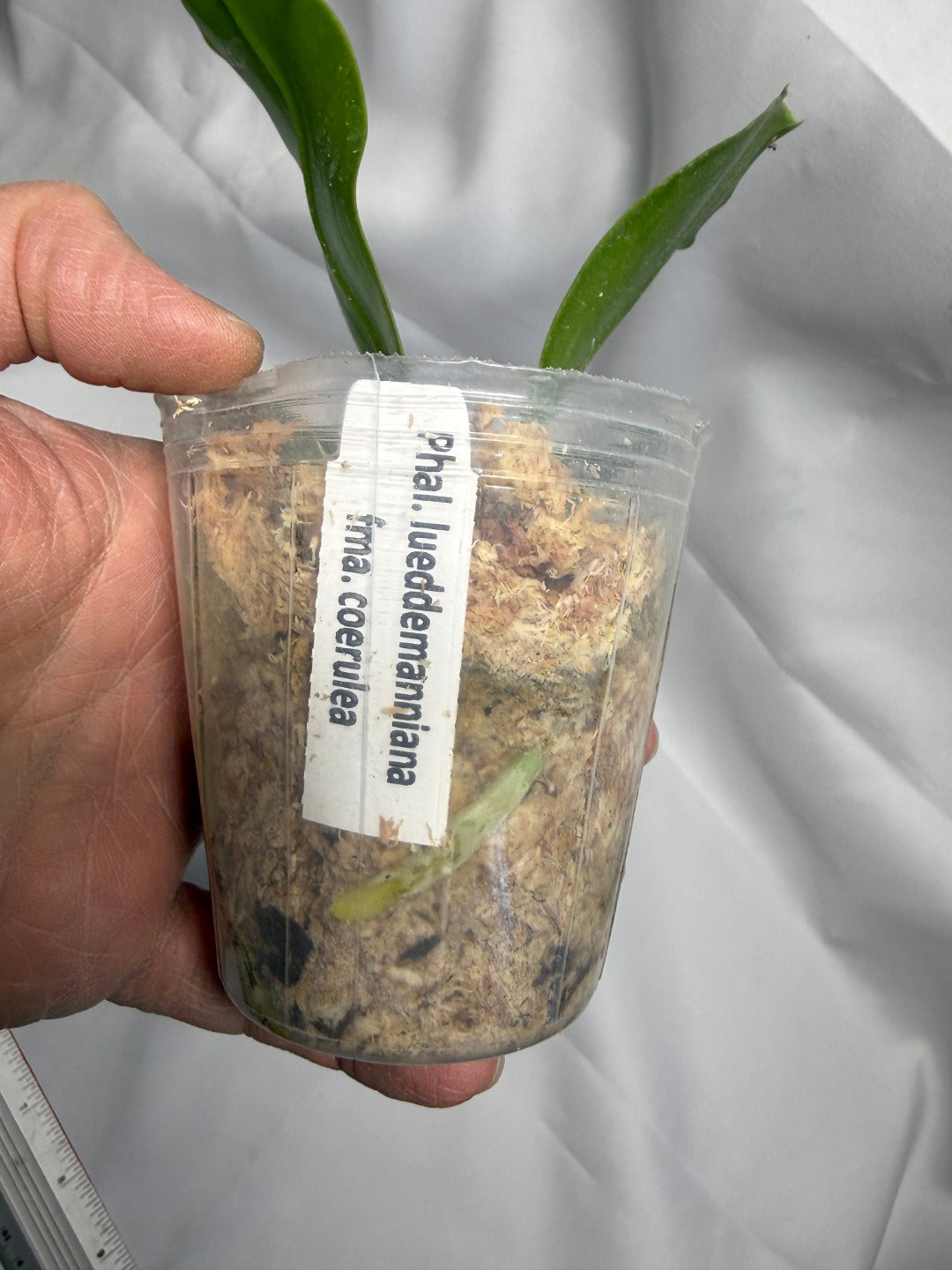 Phalaenopsis lueddemanniana var coerulea 'Mituo'