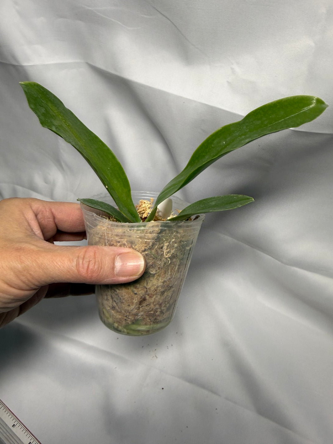 Phalaenopsis lueddemanniana var coerulea 'Mituo'