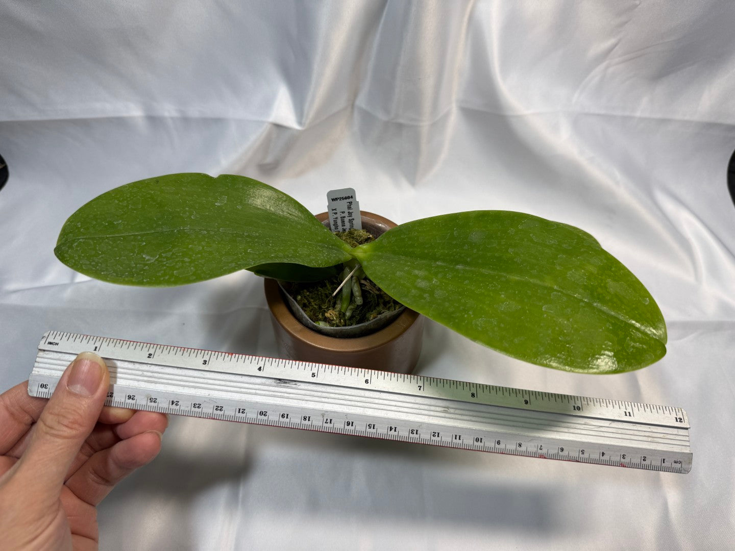 Phalaenopsis Joy Spring Canary 'Yaphon' 251207 Spiking 2 spikes