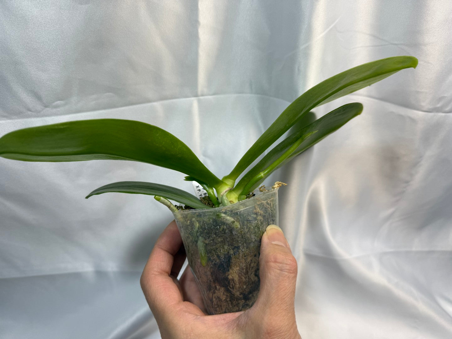 Phalaenopsis Joy Spring Canary 'Yaphon' 251207 Spiking 2 spikes