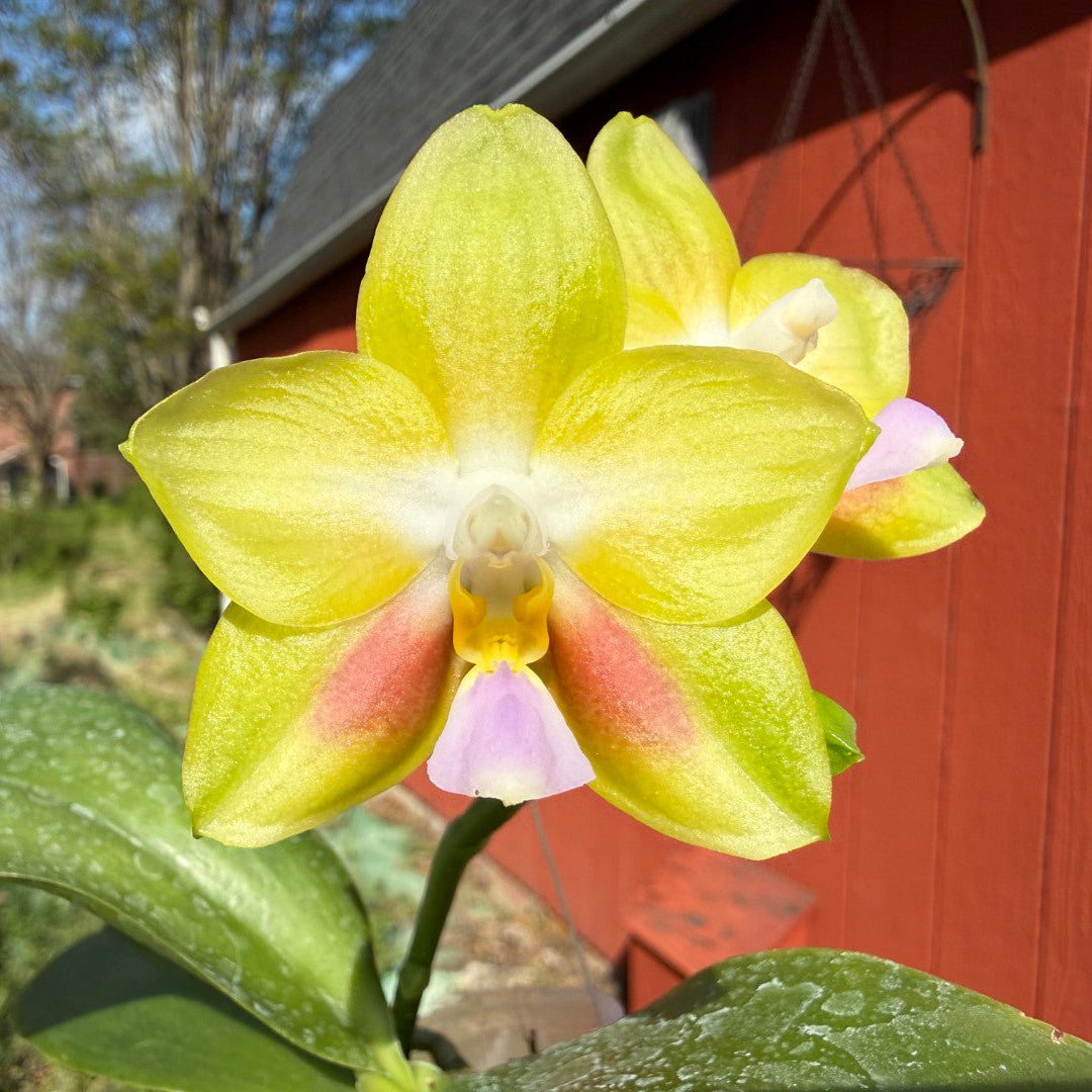 Phalaenopsis Joy Spring Canary 'Yaphon' 260407 Flowering