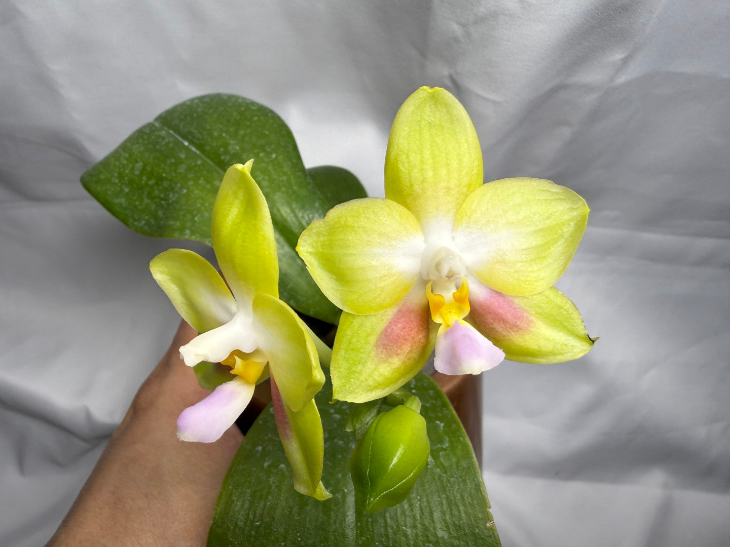 Phalaenopsis Joy Spring Canary 'Yaphon' 260407 Flowering