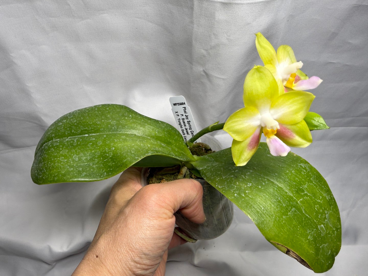 Phalaenopsis Joy Spring Canary 'Yaphon' 260407 Flowering