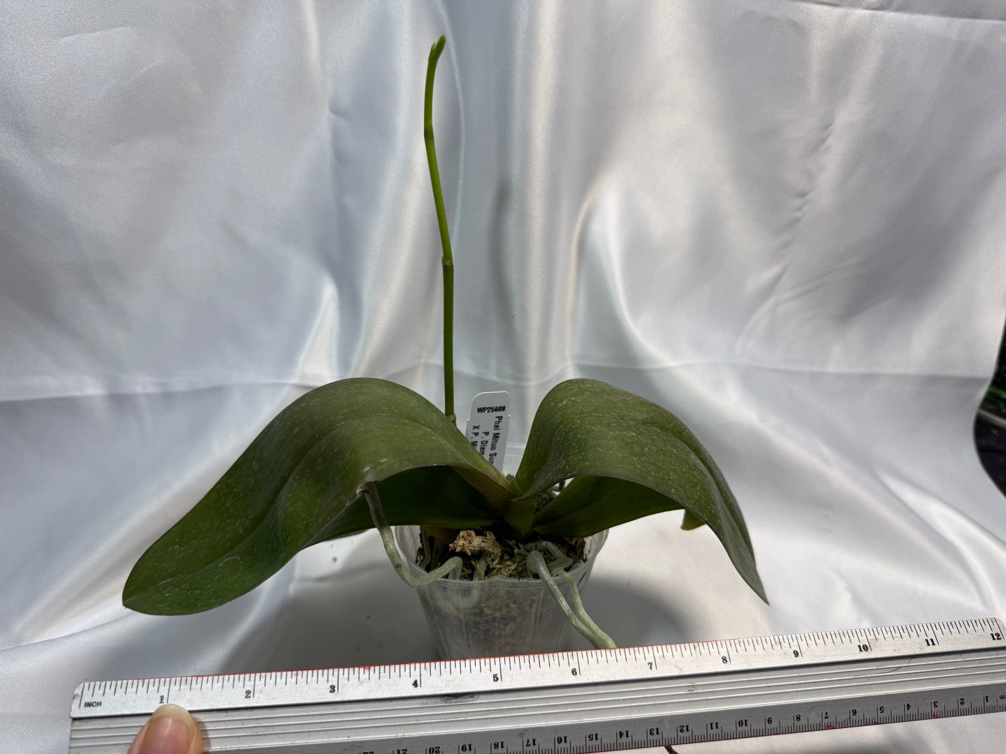 Phalaenopsis Mituo Sunrise 'Mituo #3' Spiking