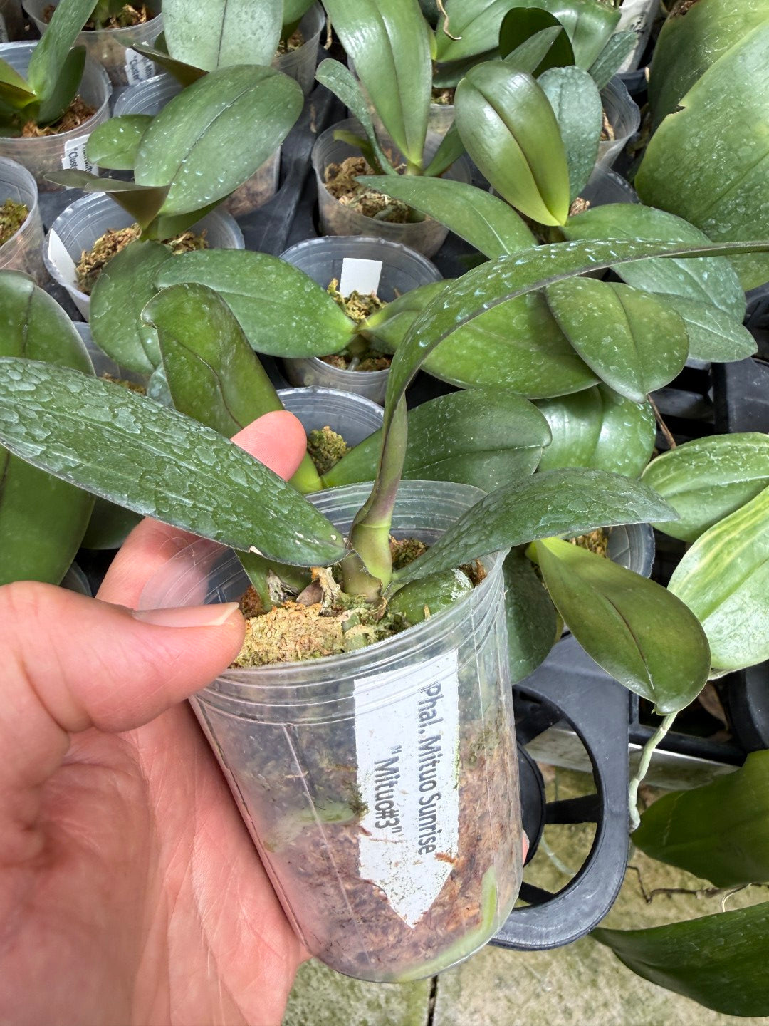 Phalaenopsis Mituo Sunrise 'Mituo #3'