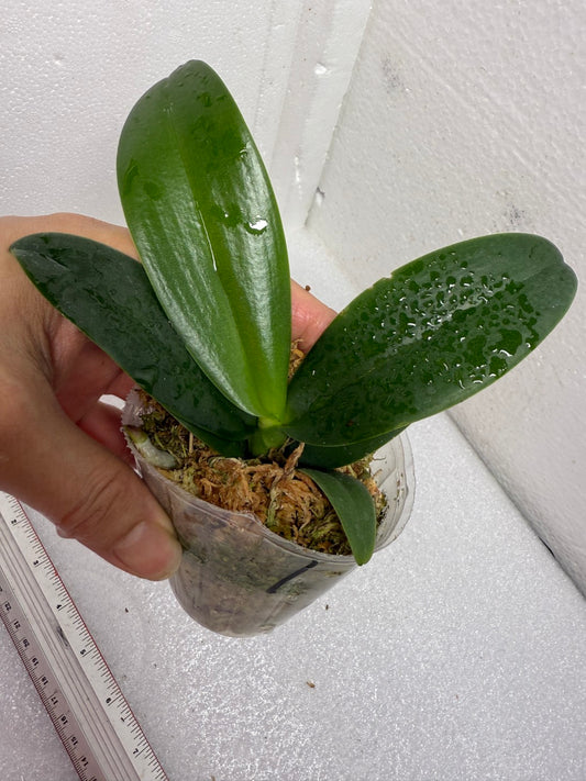 Renanthopsis Chienlung Star River 'Dragon Head' (clone)
