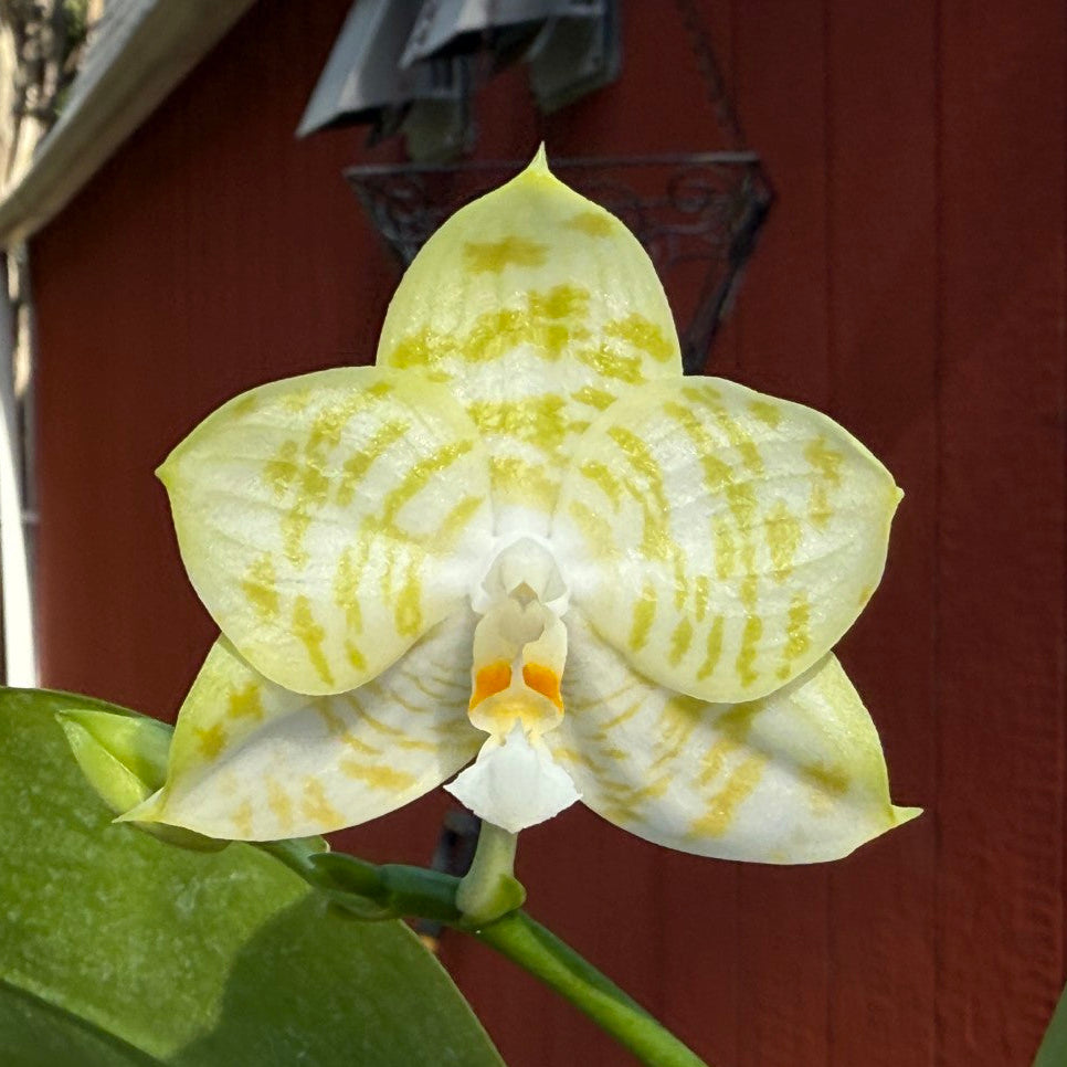 A pale yellow and white orchid flower with yellow stripes, blooming outdoors in front of a red wooden building.