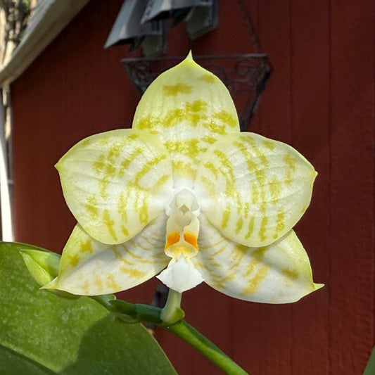 A pale yellow and white orchid flower with yellow stripes, blooming outdoors in front of a red wooden building.
