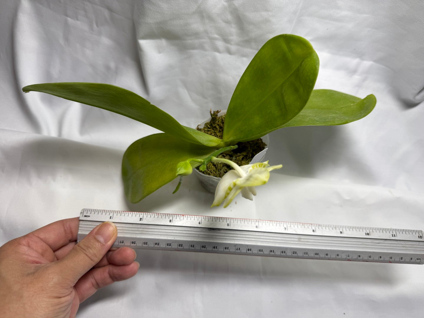 Phalaenopsis Mituo Golden Tiger 'White Tiger' AM/AOS 260816 Flowering