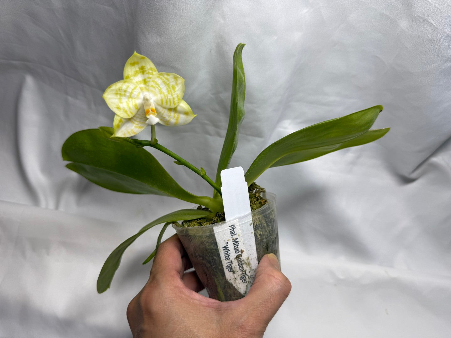 Phalaenopsis Mituo Golden Tiger 'White Tiger' AM/AOS 260816 Flowering