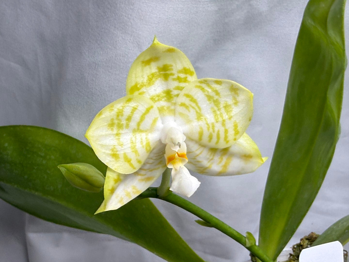 Phalaenopsis Mituo Golden Tiger 'White Tiger' AM/AOS 260816 Flowering