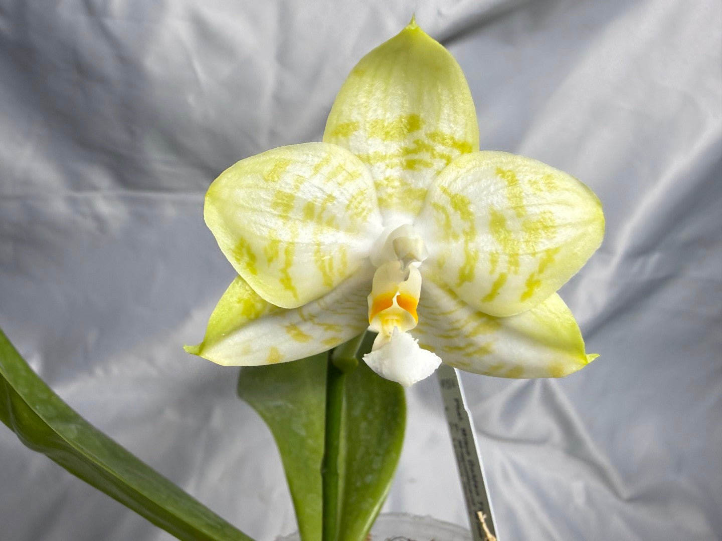 Phalaenopsis Mituo Golden Tiger 'White Tiger' AM/AOS 260830 Flowering