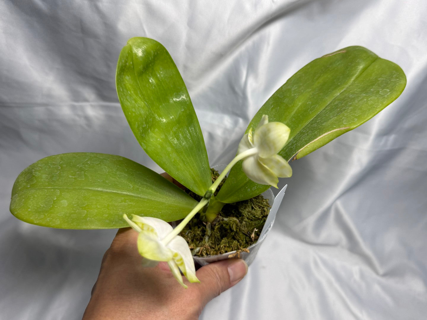 Phalaenopsis Mituo Golden Tiger 'White Tiger' AM/AOS 260830 Flowering