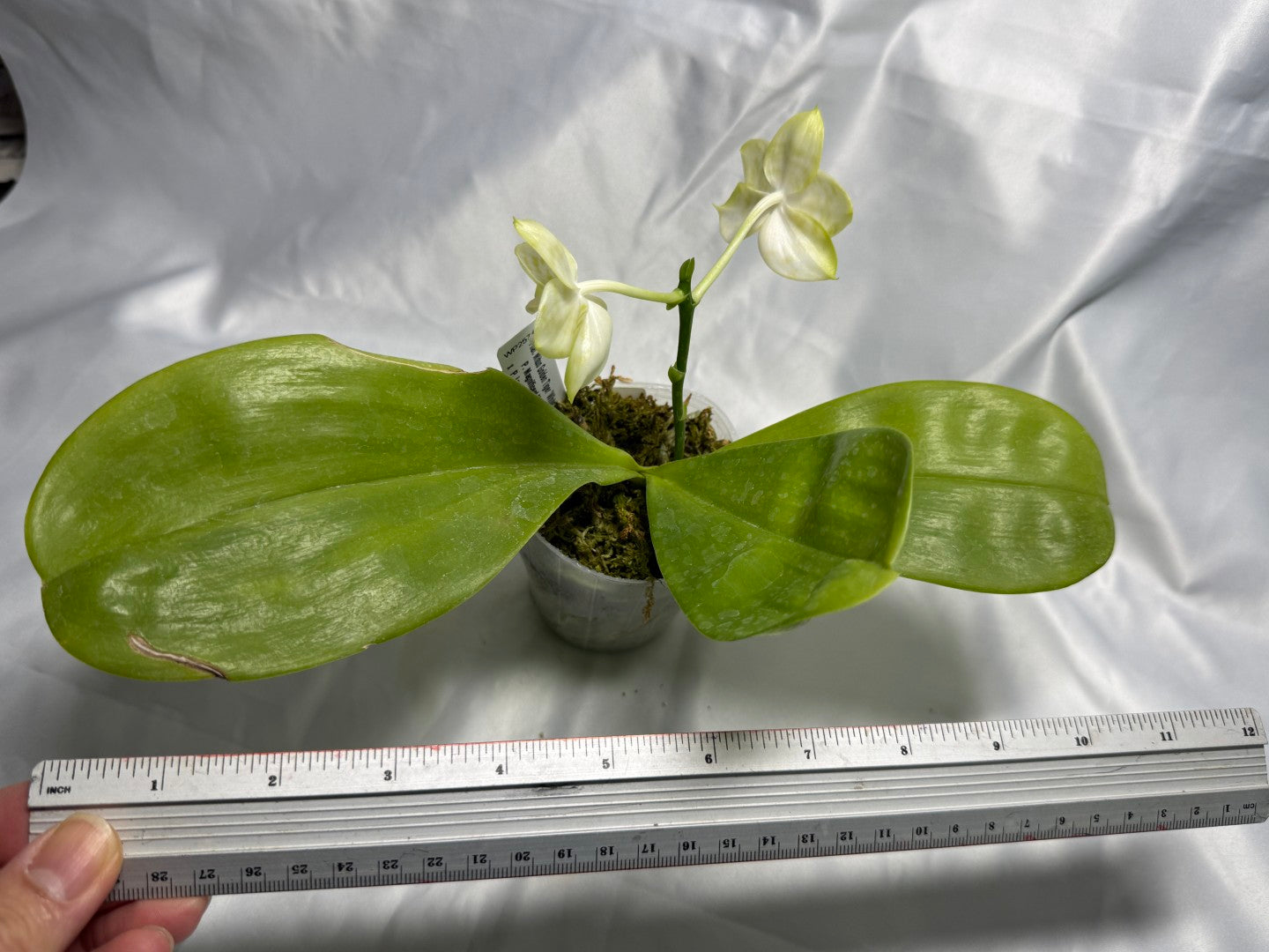 Phalaenopsis Mituo Golden Tiger 'White Tiger' AM/AOS 260830 Flowering