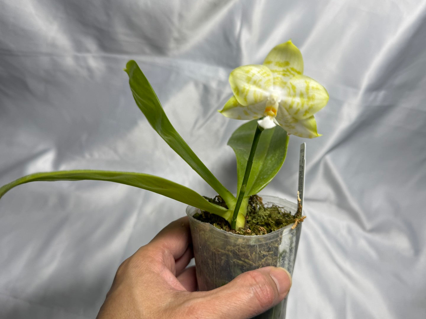 Phalaenopsis Mituo Golden Tiger 'White Tiger' AM/AOS 260830 Flowering