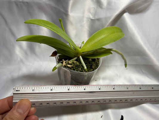 Phalaenopsis cornu-cervi f. flava 260811 Spiking
