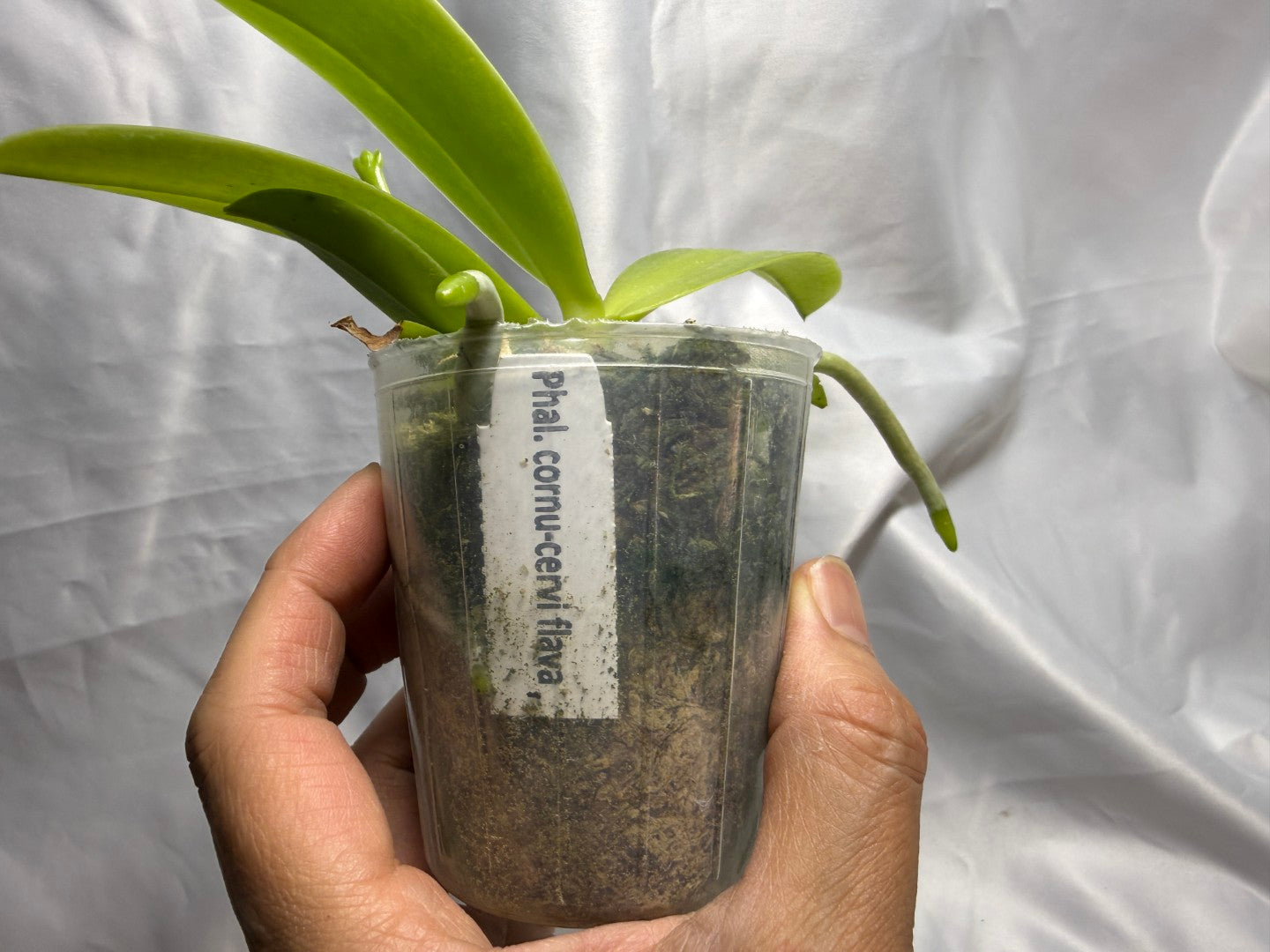 Phalaenopsis cornu-cervi f. flava 260811 Spiking