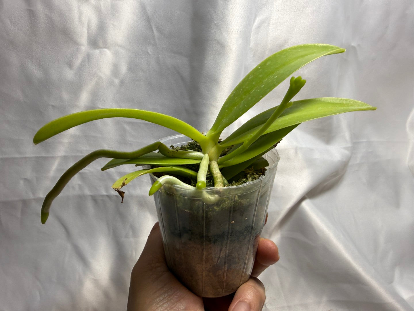 Phalaenopsis cornu-cervi f. flava 260811 Spiking