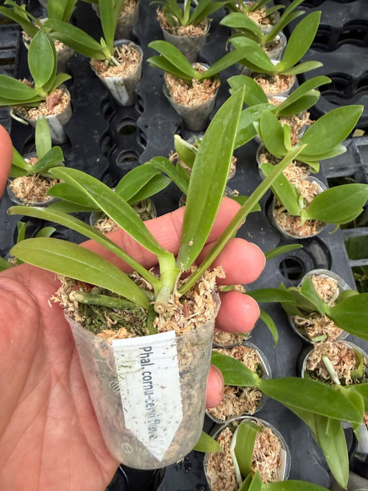Phalaenopsis cornu-cervi f. flava