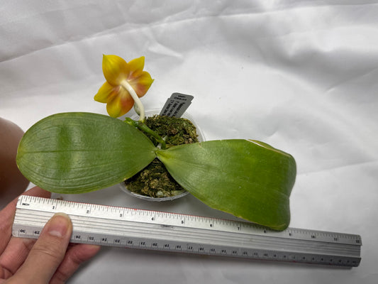 Phalaenopsis Jiaho Dance Girl 'Wilson#2' 260404 Flowering