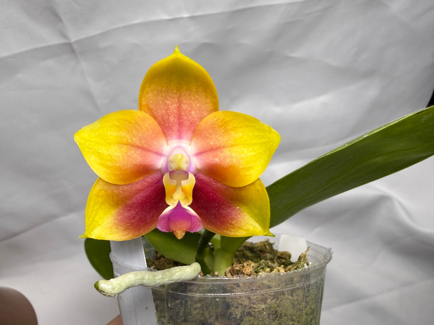 Phalaenopsis Jiaho Dance Girl 'Wilson#2' 260404 Flowering
