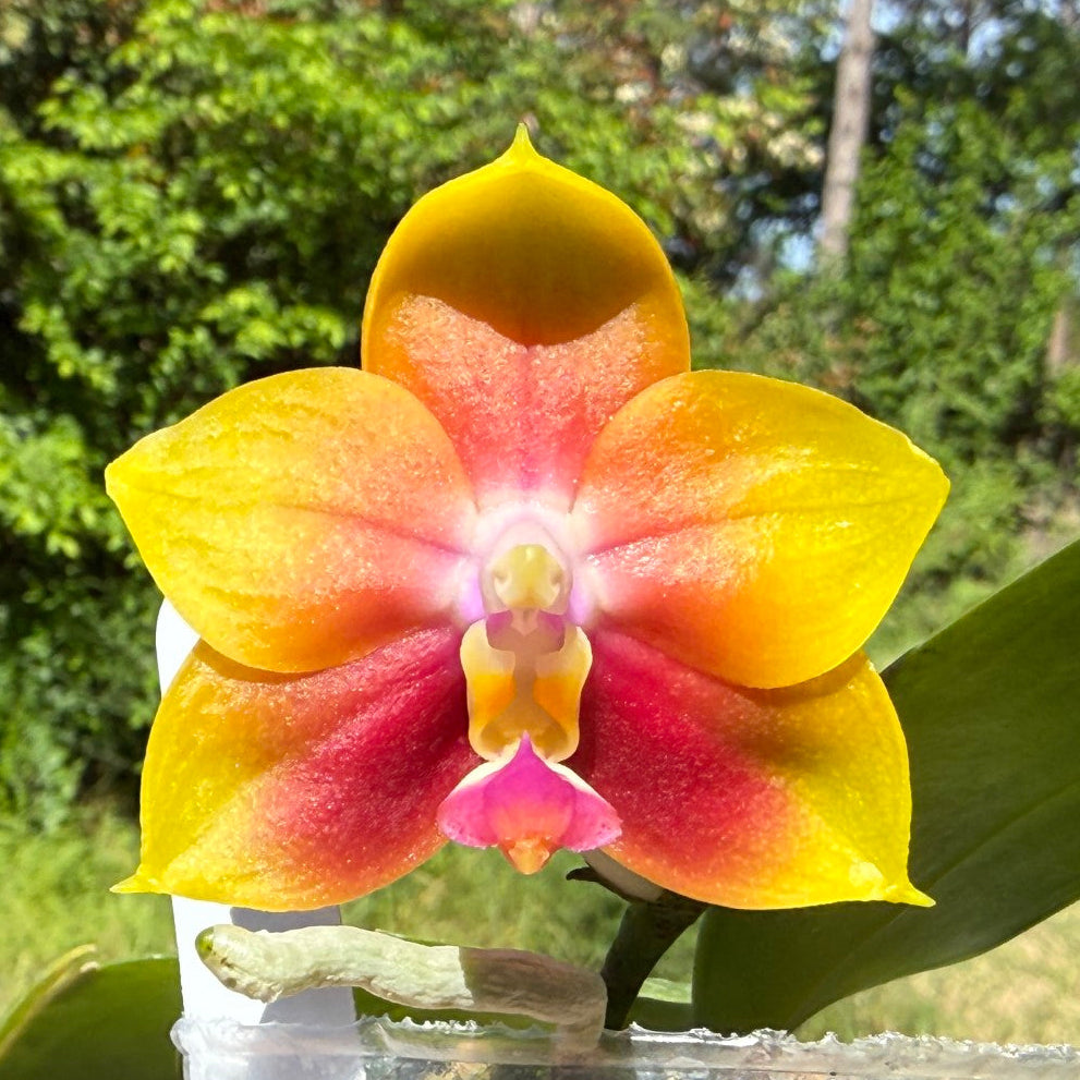 Phalaenopsis Jiaho Dance Girl 'Wilson#2' 260404 Flowering