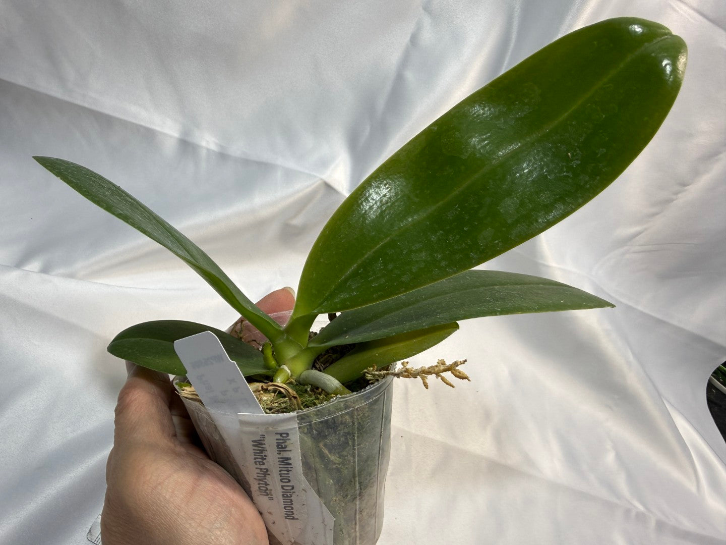 Phalaenopsis Mituo Diamond 'White Python' 251207 Spiking