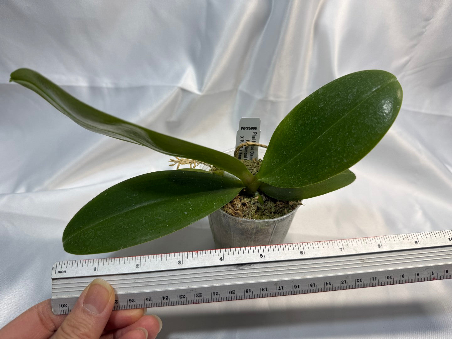 Phalaenopsis Mituo Diamond 'White Python' 251207 Spiking