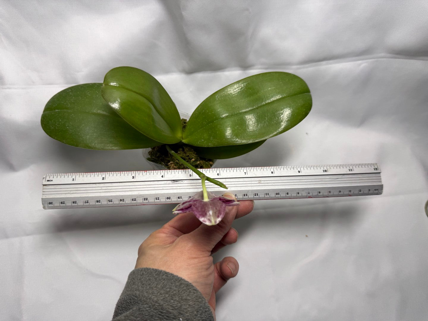 Phalaenopsis Mituo Diamond 'White Python' 260218 Flowering