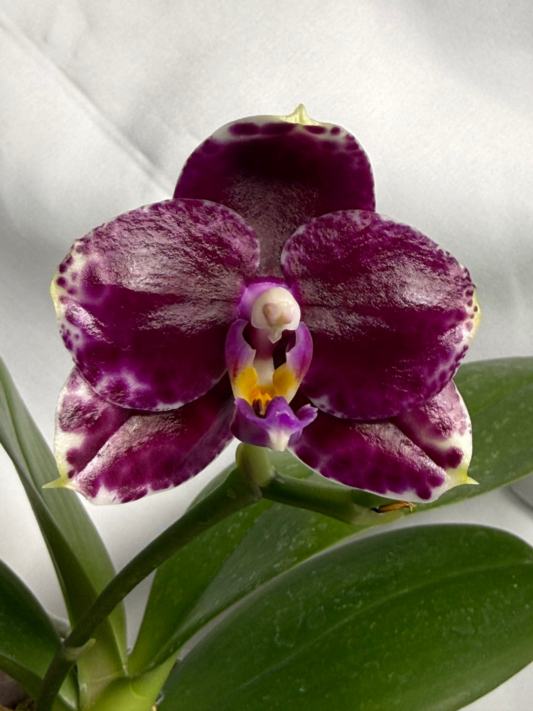 Phalaenopsis Mituo Diamond 'White Python' 260218 Flowering