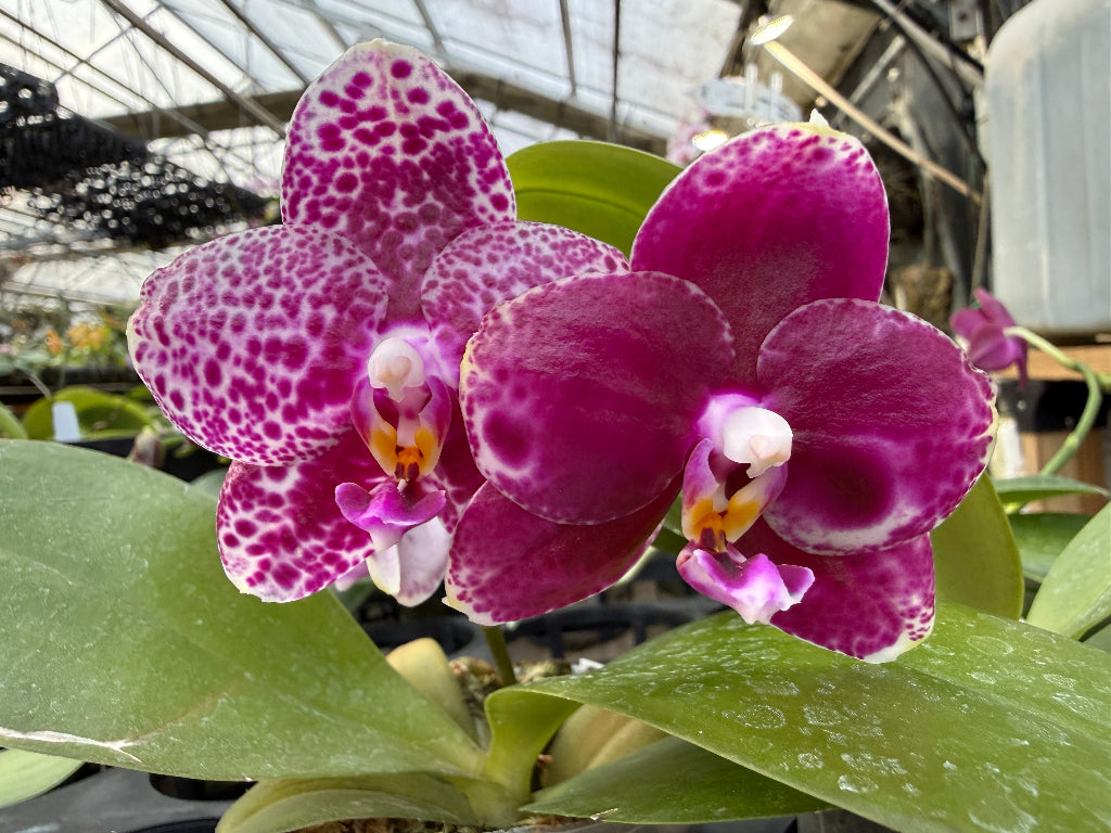 Phalaenopsis Mituo Diamond 'White Python' Flowering