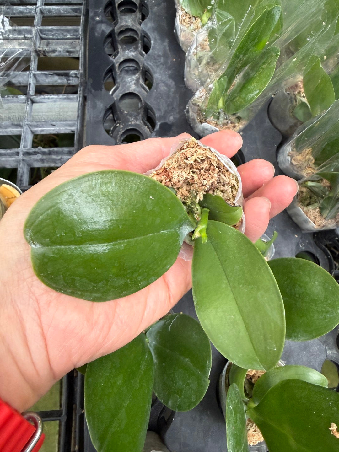 Phalaenopsis Mituo Love 'Rainbow' AM/AOS