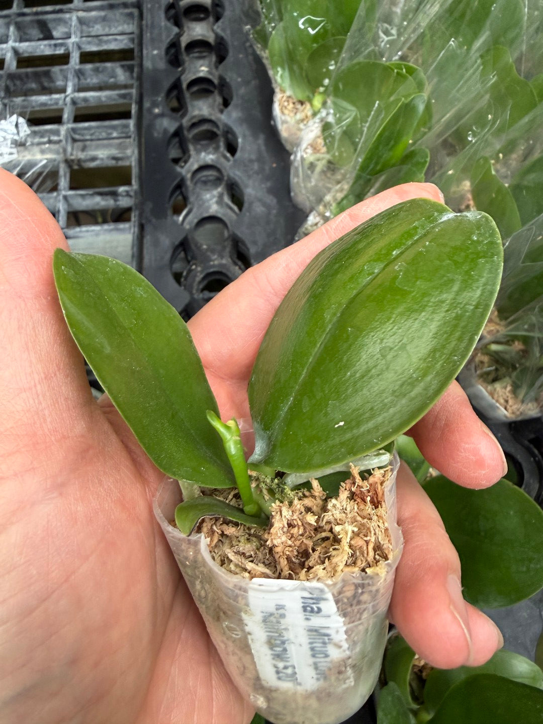 Phalaenopsis Mituo Love 'Rainbow' AM/AOS