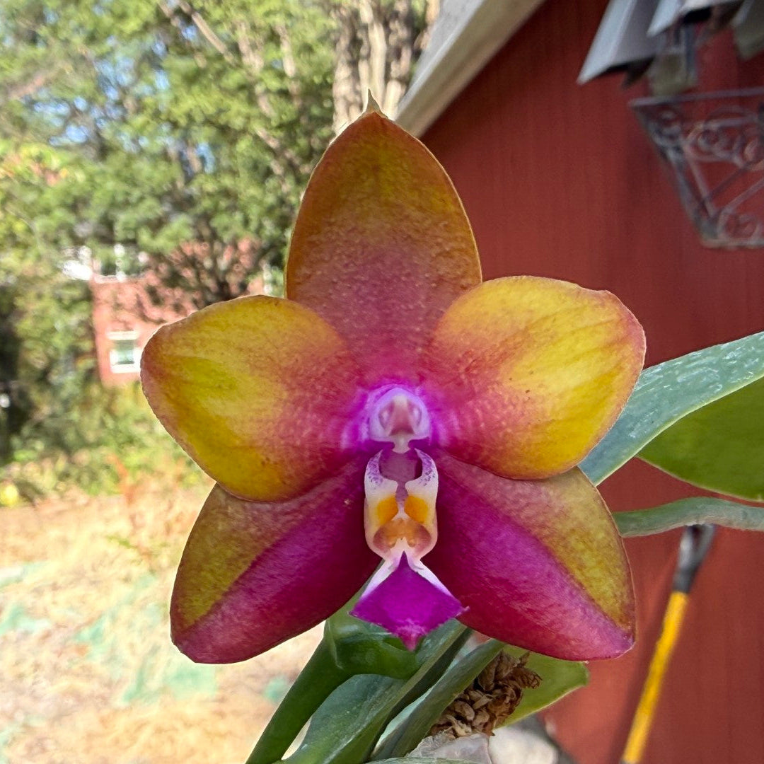 Phalaenopsis Pylo's Pharaoh 'Wilson' 250822 Flowering
