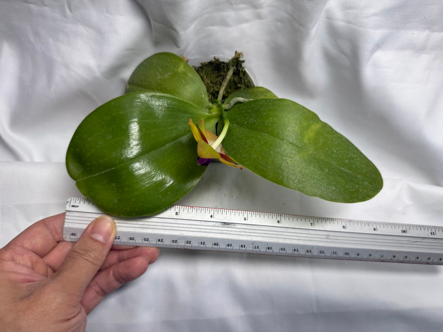 Phalaenopsis Pylo's Pharaoh 'Wilson' 250822 Flowering