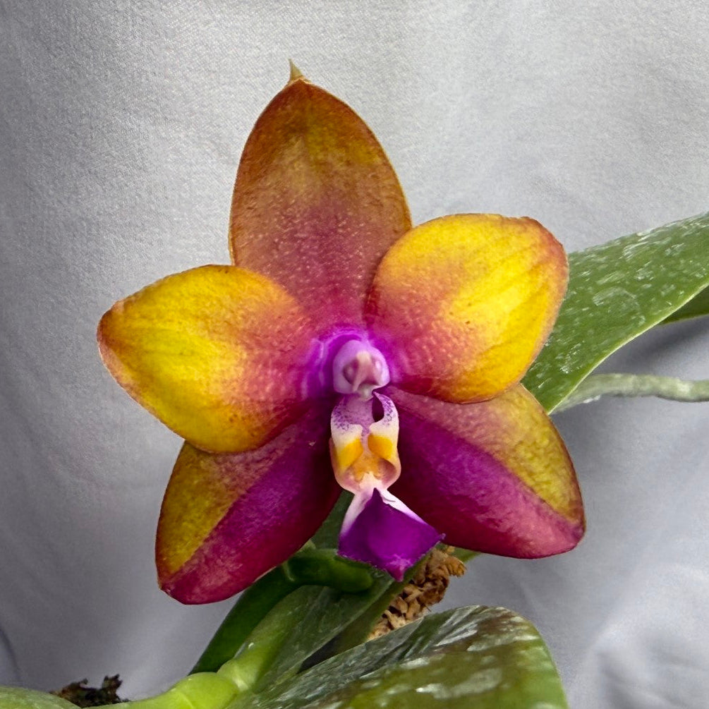 Phalaenopsis Pylo's Pharaoh 'Wilson' 250822 Flowering