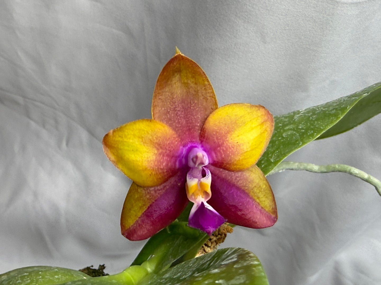 Phalaenopsis Pylo's Pharaoh 'Wilson' 250822 Flowering