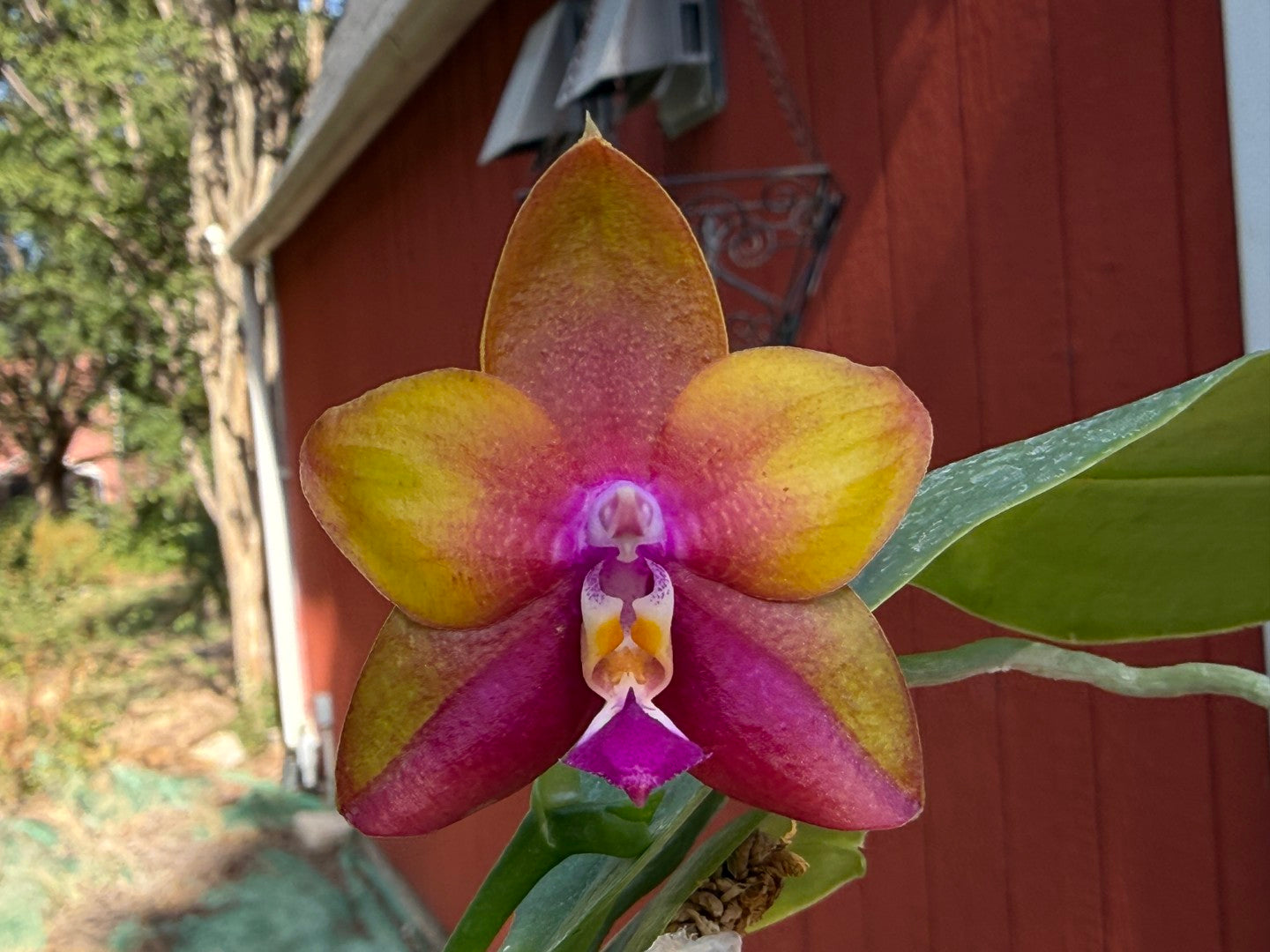 Phalaenopsis Pylo's Pharaoh 'Wilson' 250822 Flowering