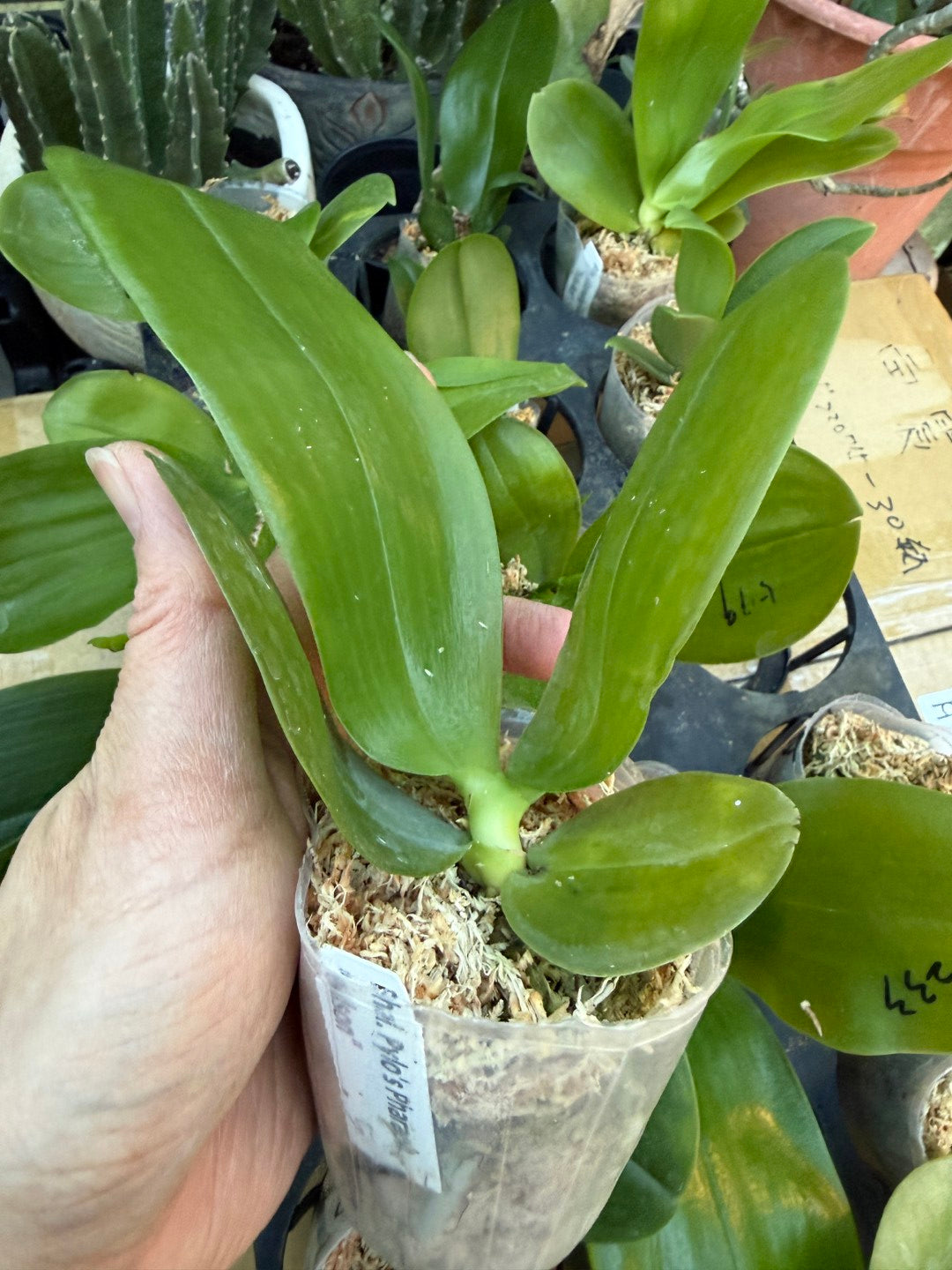 Phalaenopsis Pylo's Pharaoh 'Wilson'