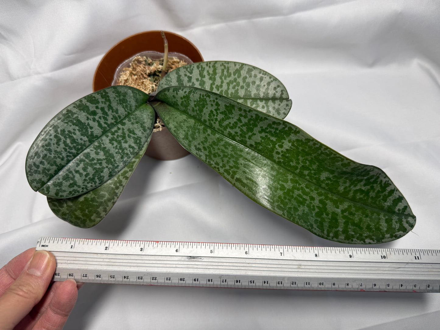 Phalaenopsis schilleriana 'Wilson #5'