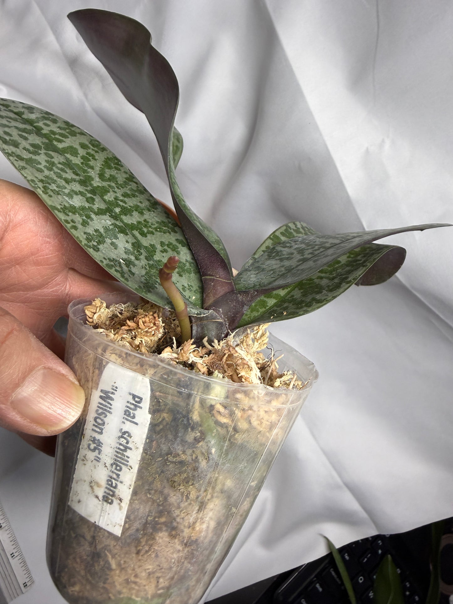 Phalaenopsis schilleriana 'Wilson #5'