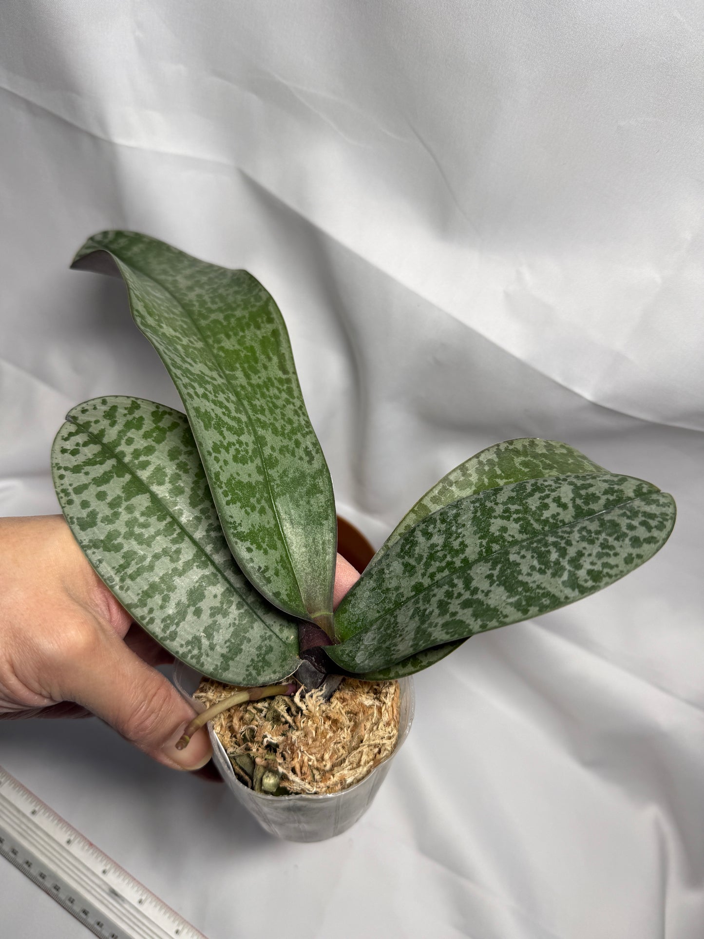 Phalaenopsis schilleriana 'Wilson #5'