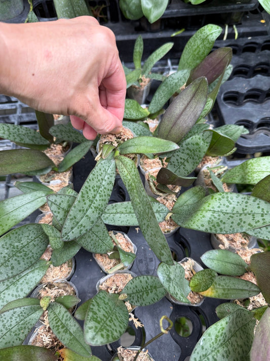 Phalaenopsis Sibergrube 'Wilson'