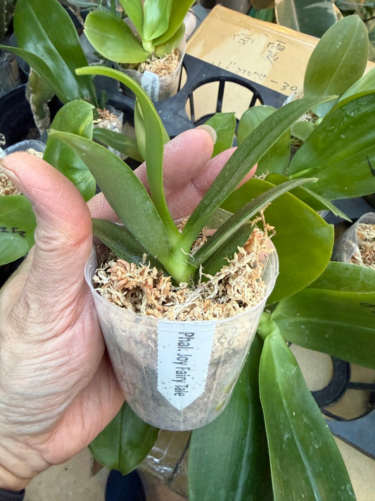 Phalaenopsis Joy Fairy Tale '670'