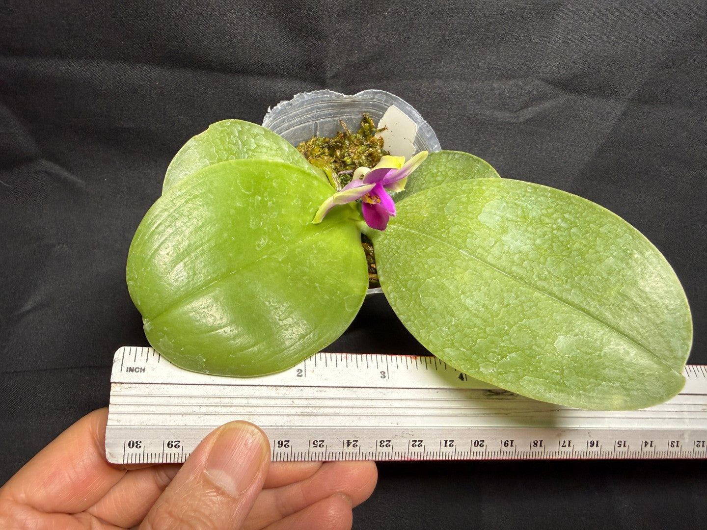 WP260611 Phalaenopsis bellina x sib 260825 Flowering