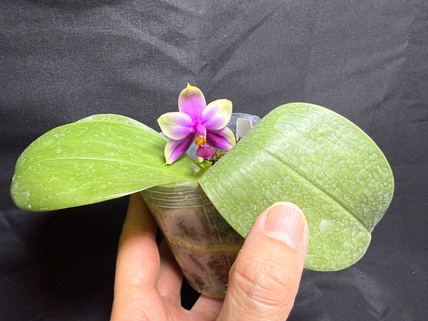 WP260611 Phalaenopsis bellina x sib 260825 Flowering
