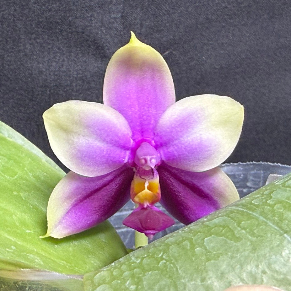 A close-up of a blooming Phalaenopsis orchid with a purple and pale yellow flower, surrounded by green leaves, held in a clear plastic pot against a dark gray background.