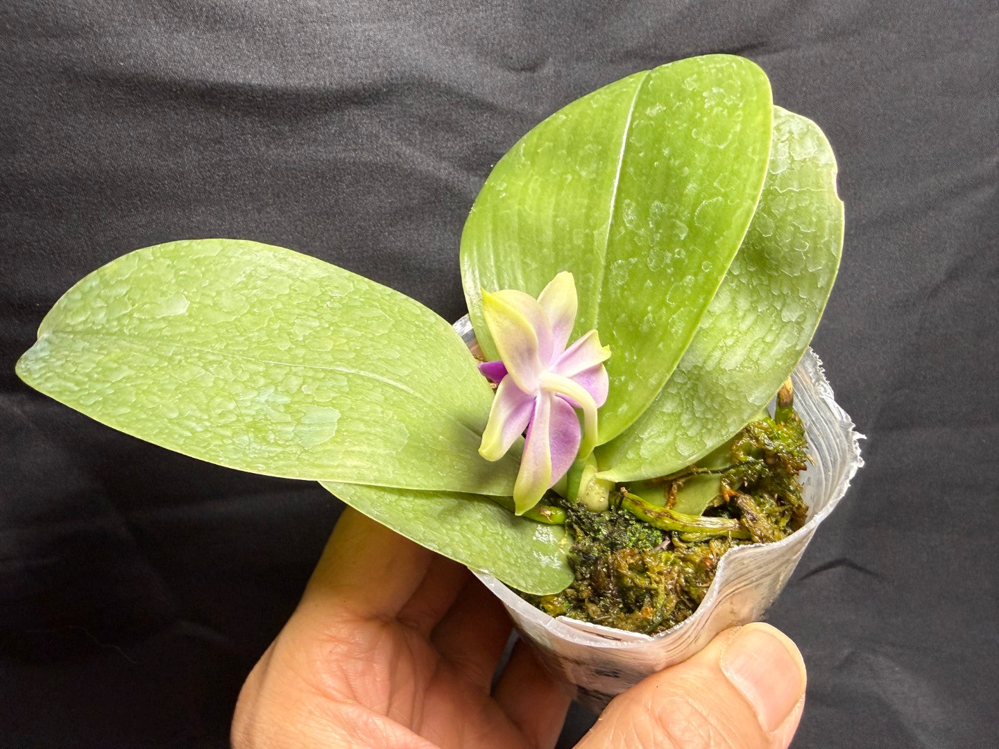 WP260611 Phalaenopsis bellina x sib 260825 Flowering