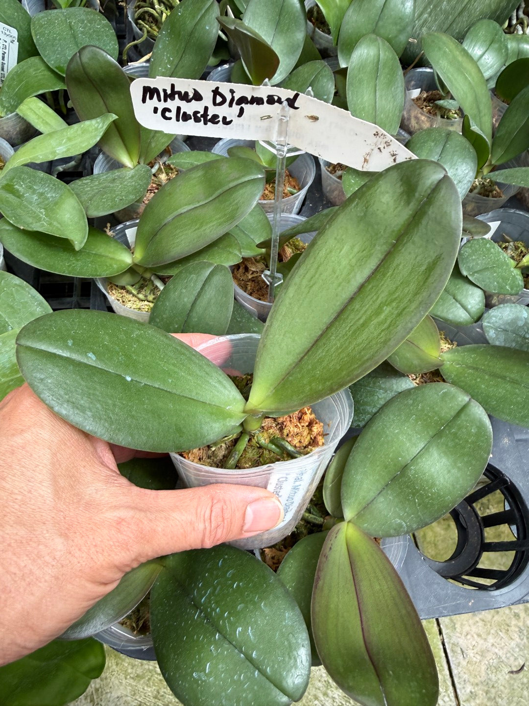 Phalaenopsis Diamond 'Cluster'